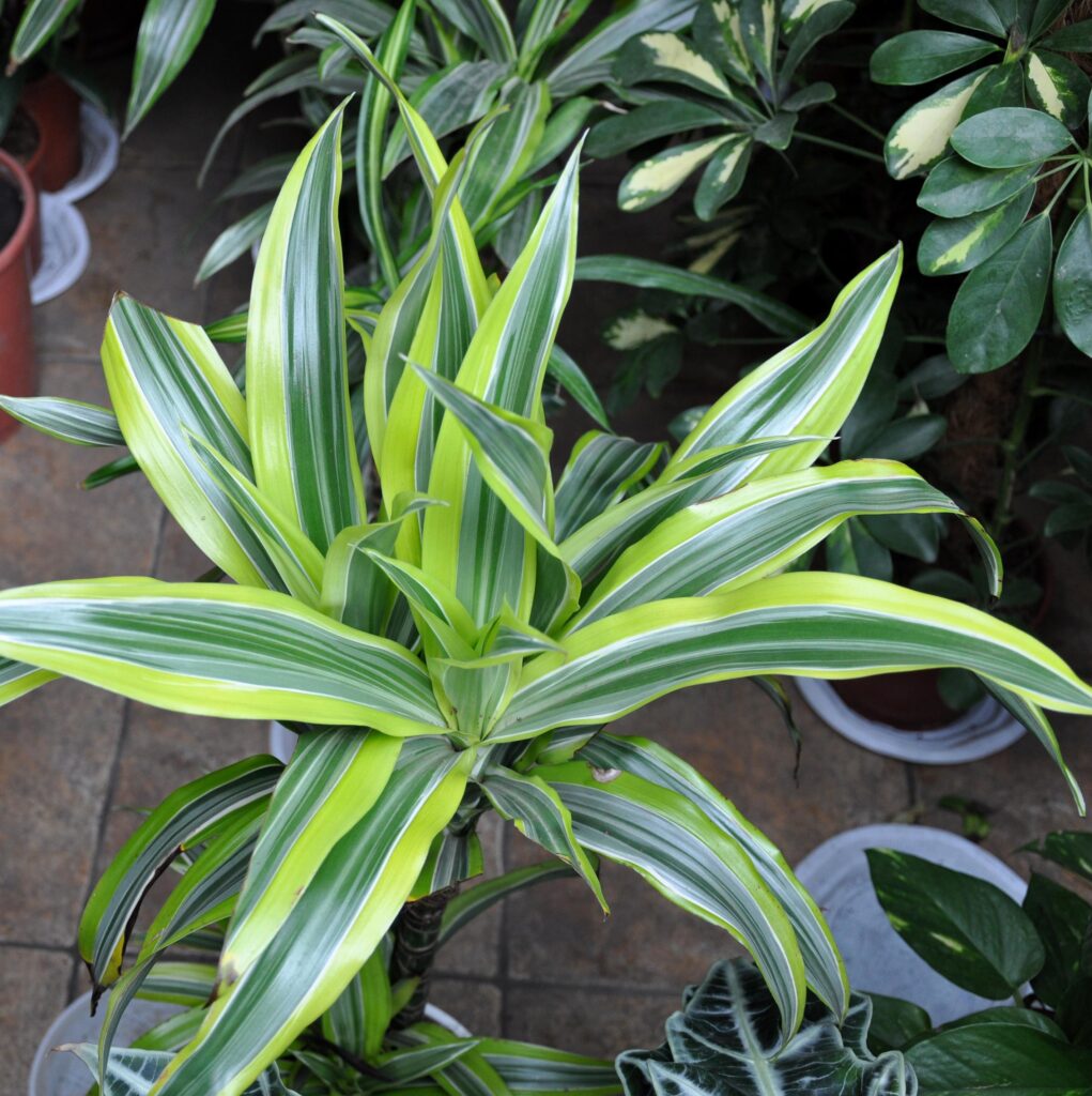 Изглед отгоре на Драцена (Dracaena) с дълги, заострени листа в ярки зелени и жълти ивици на фон от други офис растения