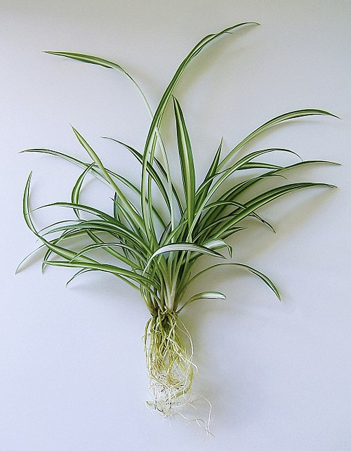 Цяло растение Хлорофитум (Chlorophytum comosum) с дълги зелено-бели листа и открити бели корени на чист бял фон