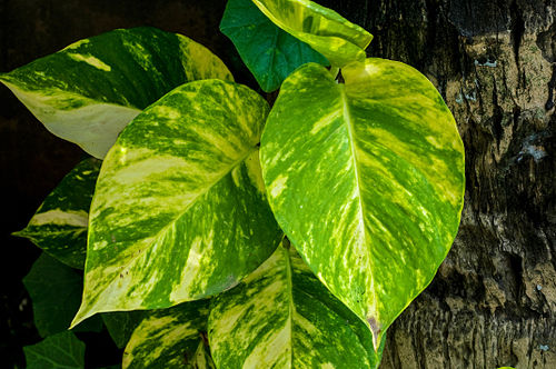 Гръбен план на листа от Потос (Epipremnum aureum) с жълти и зелени петна, пълзящи по естествена тъмна дървесна повърхност.