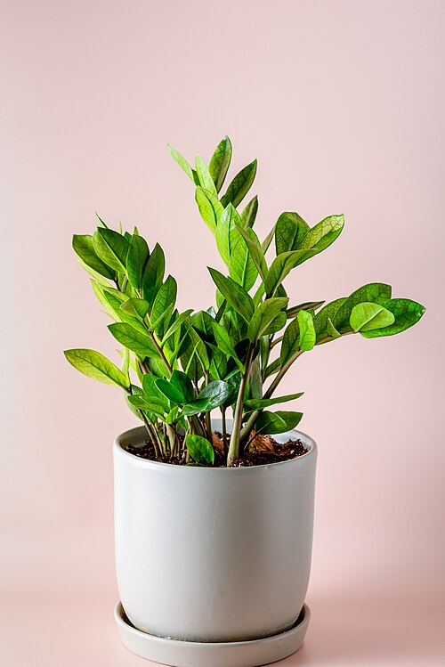 •Зелено растение Замиокулкас (Zamioculcas) в светлосива керамична саксия на нежен розов фон.